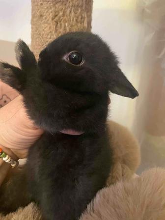 Карликовый кролик