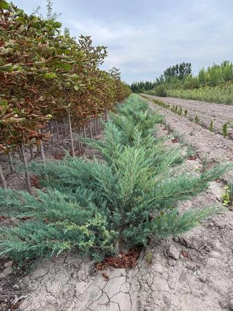 Озеленение территории продажа хвойных пород каштан березы