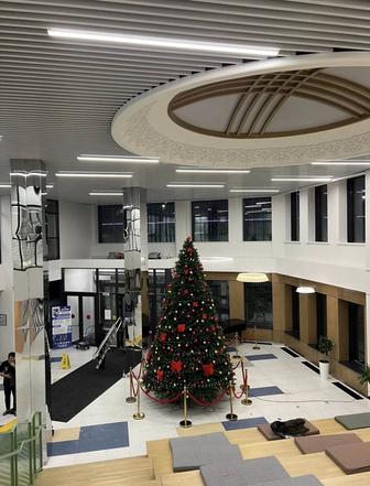 продам елку, высота 6м