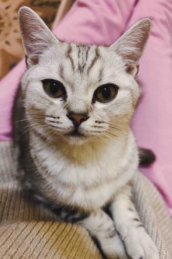 Прямоухий шотландский кот