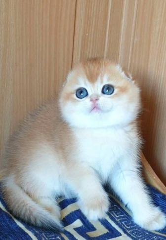 Продажа котят золото шиншиллы, завуалированные!