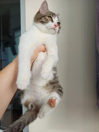 Котята в поиске своей настоящей семьи или одинокого любящего сердца