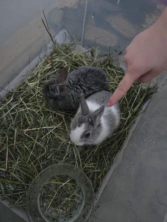 Декоративные кролики