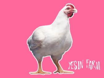 Бройлерные яйца инкубационные РОСС 308 крепкий вывод