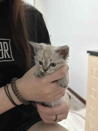 срочно продам котят