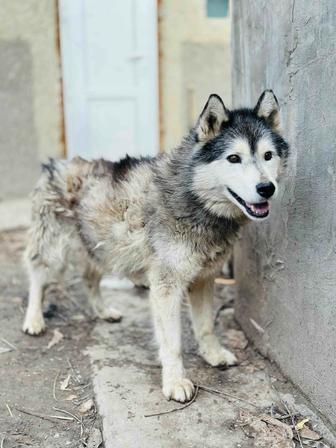 Хаски в добрые руки. Собака ищет семью