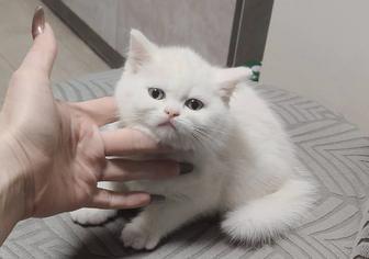 Котята Британские