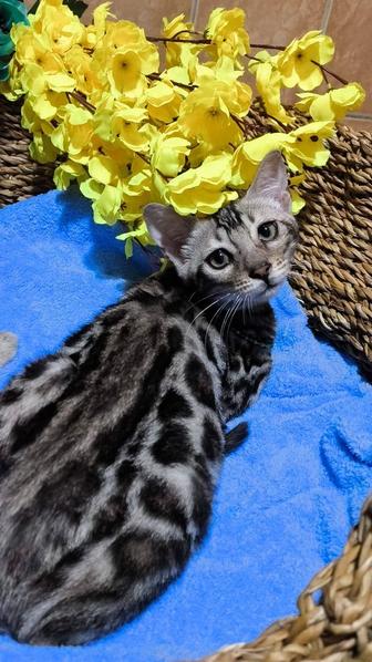 Бенгальские котята