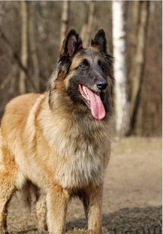 Пропала собака