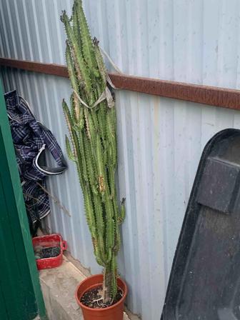 Треугольный молочай