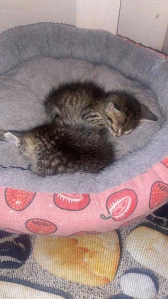 Котята ищут дом