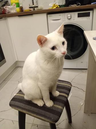 Животные кошки