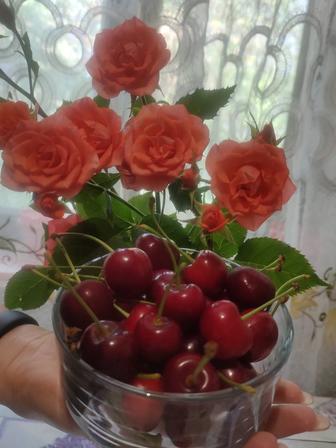 Домашняя экологически чистая калированная черешня