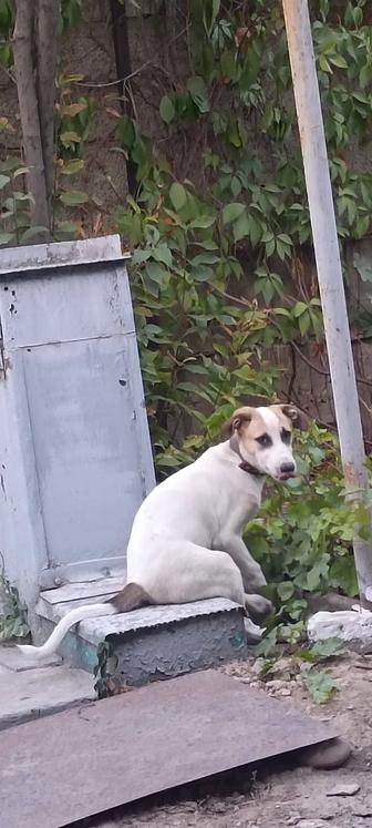 Отдам собаку в хорошие руки