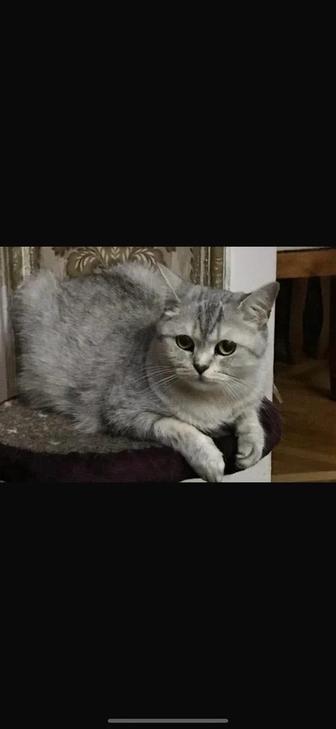 Потерялась кошка