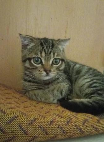 Чудо-котенок-вислоушка ищет дом
