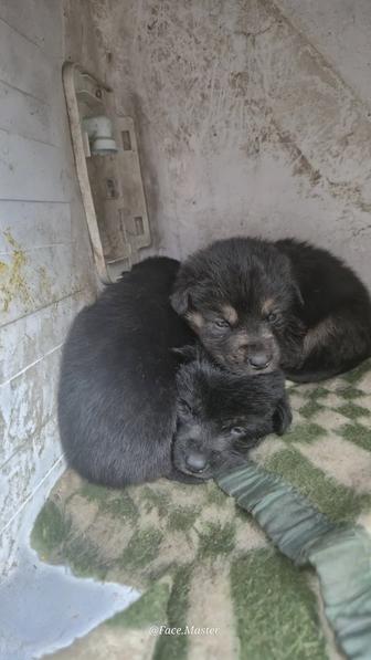 Срочно нужен дом щенкам