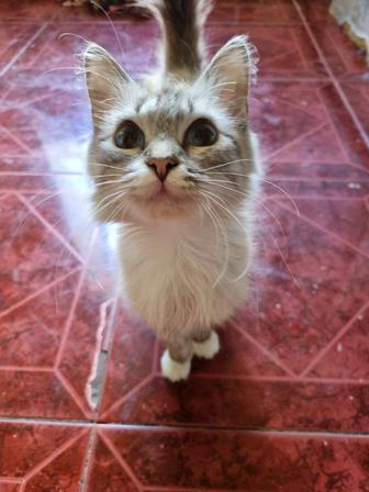 Кошки