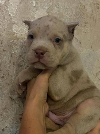 Продам щенков булли