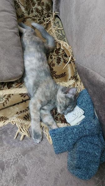 Кошку