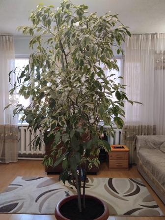 Продам цветы