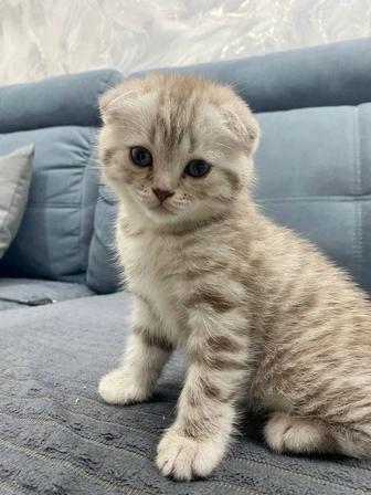 вислоушки шотландские на новый год