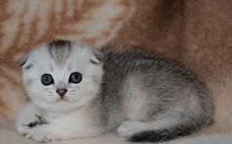 котята породистые