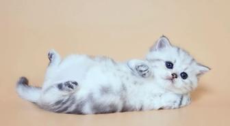 котята породистые