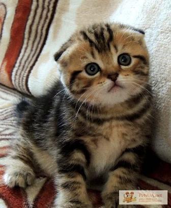 котята породистые вислоухие