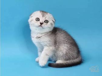 котята породистые вислоухие