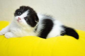 вислоухие шотландские котята