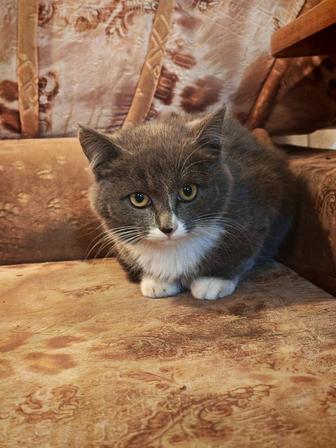 Отдам котят