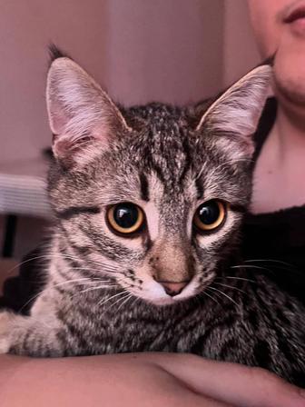 Котенок в добрые руки