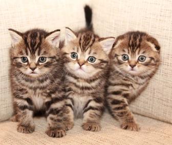 Шотландские котята