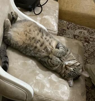 Отдам кошку в хорошие руки