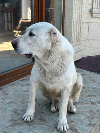 Продам собаку Алабай