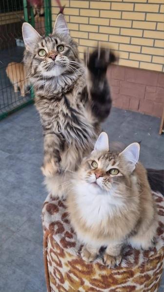 Мейн-кун кошечки