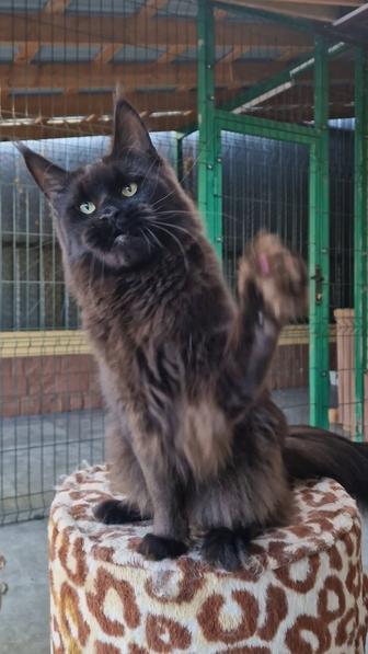 Мейн-кун кошечки