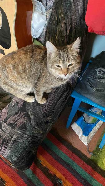 Отдам бесплатно котик