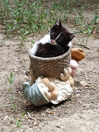 Котенок в добрые руки