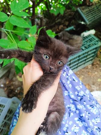 Котенок в добрые руки