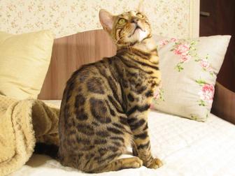 Бенгальский кот