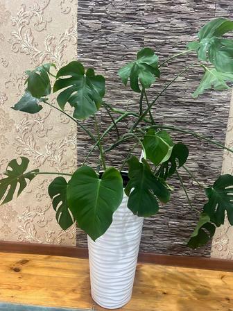 Продам комнатные цветы