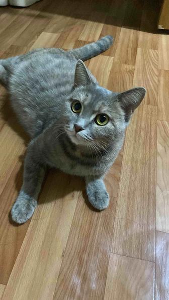 Британская кошка