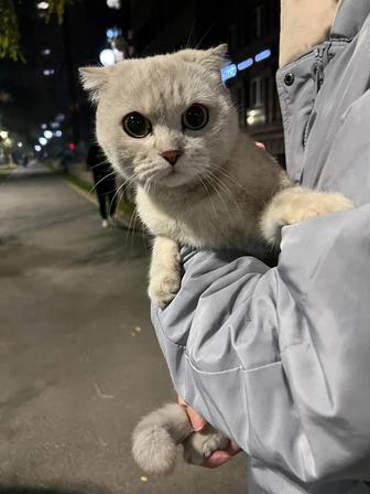 Отдам кошечку