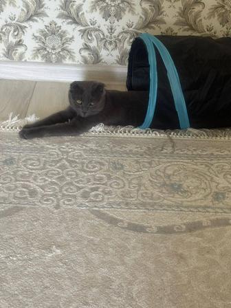 Отдам кошку в добрые руки
