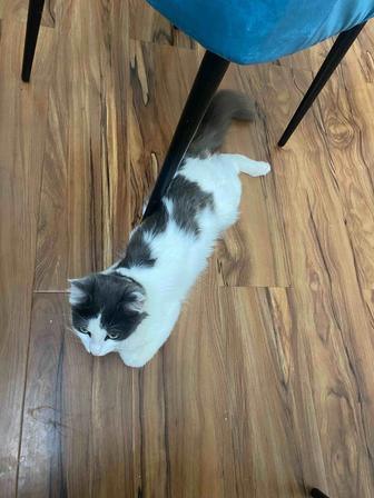 Кот отдам даром