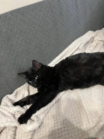 Отдам котенка в добрые руки.