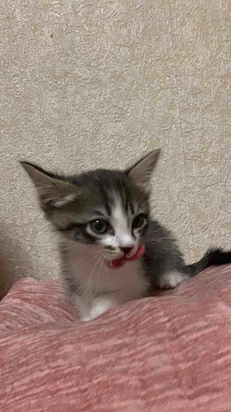 Срочно отдам котенка