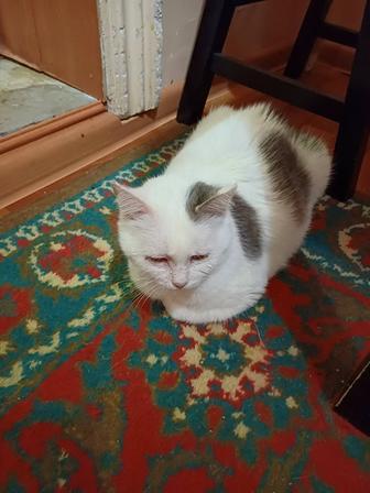 Британская кошка отдам